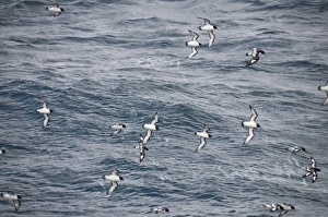 Petrels Prints: Cape petrels flying in the Drakes Passage, Argentina, South America