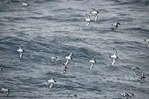 Cape petrels flying in the Drakes Passage, Argentina, South America