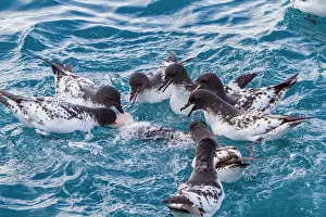 Balance Prints: Cape petrels scavenging on a penguin carcass in the waters of Elephant Island in Antarctica