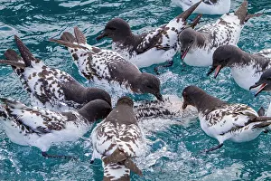 Colony Prints: Cape petrels scavenging on a penguin carcass in the waters off Elephant Island during the Antarctic summer