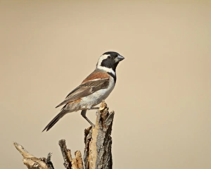 Cape sparrow (Passer melanurus), Kgalagadi Transfrontier Park, encompassing the former Kalahari Gemsbok National Park, South Africa, Africa