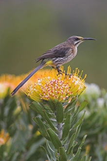 Egg Laying Prints: Cape sugarbird