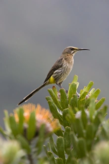 Roosting Prints: Cape sugarbird (Promerops cafe), perched on protea, Kirstenbosch Botanical Gardens
