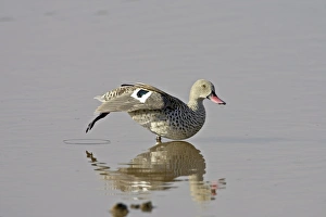 Images Dated 12th February 2007: Cape teal (Cape wigeon) (Anas capensis) stretching, Serengeti National Park
