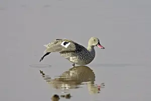 Duck Prints: Cape teal (Cape wigeon) (Anas capensis) stretching, Serengeti National Park