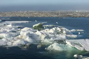 Cape Waring, Wrangel Island, UNESCO World Heritage Site, Chuckchi Sea, Chukotka, Russian Far East, Russia, Eurasia
