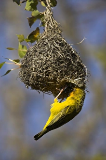 Cape weaver