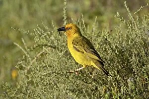 Images Dated 8th November 2006: Cape weaver (Ploceus capensis), Addo Elephant National Park, South Africa, Africa