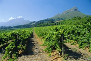 Cape Winelands near Stellenbosch