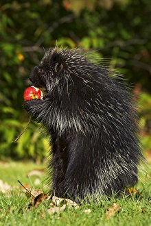 Surface Level Prints: Capitive porcupine
