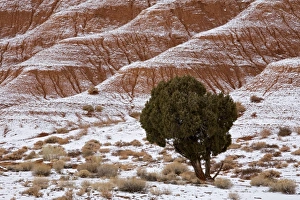 Images Dated 23rd November 2007: Capitol Reef, Utah, United States of America, North America