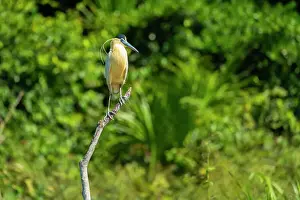 Lakeside Prints: Capped Heron (Pilherodius pileatus) perching on branch by Lake Sandoval