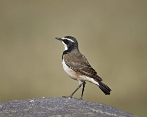 Serengeti Prints: Capped wheatear (Oenanthe pileata), Serengeti National Park, Tanzania, East Africa, Africa
