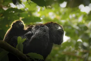 Voyages Prints: A captivating scene of a mother and baby howler monkey perched on a branch