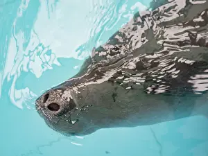 Awareness Prints: A captive adult Amazonian Manatee