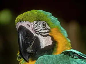 Macaw Prints: Captive adult blue and yellow macaw