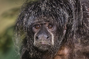 Animal In Captivity Prints: Captive adult Monk saki (Pithecia monachus), San Francisco Village, Loreto, Peru