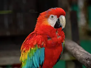 Macaw Prints: Captive adult scarlet macaw, Ara macao