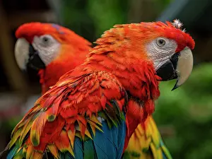 Feathered Prints: Captive adult scarlet macaws, Ara macao