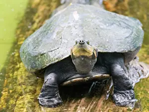 Shallow Prints: Captive adult yellow-spotted river turtle Podocnemis unifilis resting in water at a rescue center in Iquitos Peru