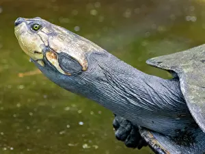 Sustainable Prints: Captive adult yellow-spotted river turtle resting at Dallas Manatee Rescue Center in Iquitos