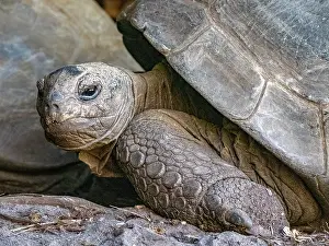 Large Prints: Captive Aldabra giant tortoise resting at Anjajavy Private Reserve in Madagascar