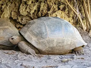 Reptile Prints: Captive Aldabra giant tortoises resting in Anjajavy Private Reserve in Madagascar on a sunny day in the reserve's