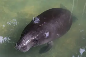 Iquitos Prints: Captive Amazonian manatee (Trichechus inunguis) at the Manatee Rescue Center, Iquitos
