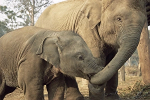 Images Dated 29th February 2008: Captive Asian (Indian) elephants