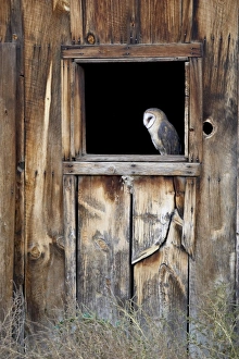 Captive barn owl (Tyto alba) in barn window