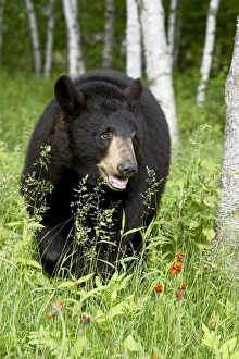 Minnesota Prints: Captive black bear (Ursus americanus)
