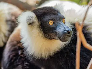 Mammals Prints: Captive black and white ruffed lemur with fur patterns in Lemur Park displaying alert expression during a sunny day