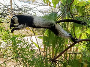 Lovers Prints: Captive black and white ruffed lemur jumps across branches at a park in Madagascar