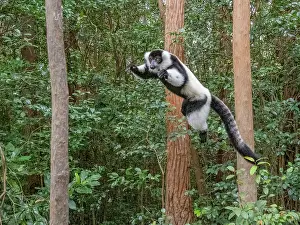 Stunning Prints: Captive black and white ruffed lemur jumps between trees in its habitat in Madagascar
