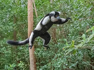 Playful Prints: Captive black and white ruffed lemur leaps through trees in island habitat in Madagascar