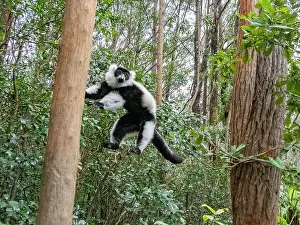 Mammals Prints: Captive black and white ruffed lemur leaps among trees at a wildlife sanctuary in Madagascar