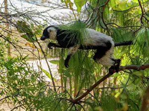 Mammals Prints: Captive black and white ruffed lemur moves through trees in Lemur Park