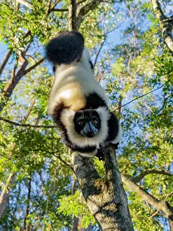 Hanging Prints: Captive black and white ruffed lemur in a tree on Lemur Island