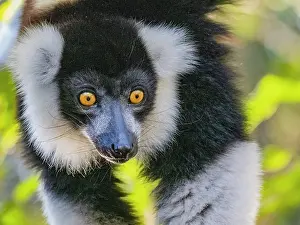 Mammals Prints: Captive black and white ruffed Lemur Varecia variegata in a lush environment in Madagascar