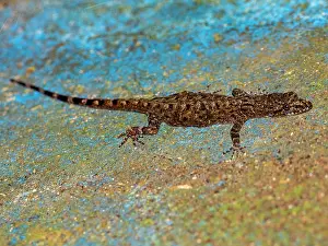 Enclosure Prints: Captive bridled forest gecko walks on surface at the Dallas Manatee Rescue Center located in Iquitos