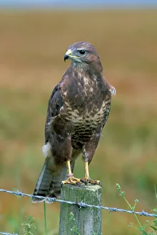 Raptor Prints: Captive buzzard (Buteo buteo)