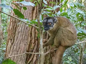 Mammals Prints: Captive common brown lemur sits on a tree branch in Lemur Island