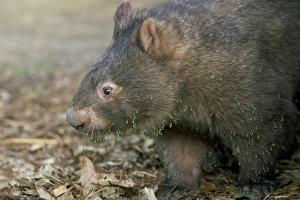 Marsupial Prints: Captive common wombat (Vombatus ursinus), David Fleays Santuary, Queensland
