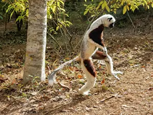 Endangered Prints: Captive Coquerels sifaka moves across the ground in Lemur Park in Madagascar