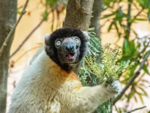 Endangered Prints: Captive crowned sifaka feeding in a tree at Lemur Park, Antanavarino, Madagascar