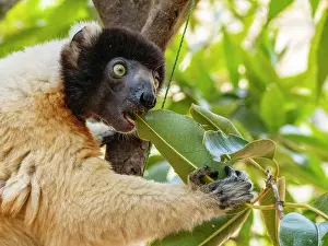 Parks Prints: Captive crowned sifaka feeds on leaves in a tree in Lemur Park located in Antanavarino Madagascar