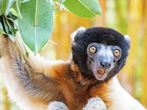 Mammals Prints: Captive crowned sifaka hanging on tree branch in Madagascar