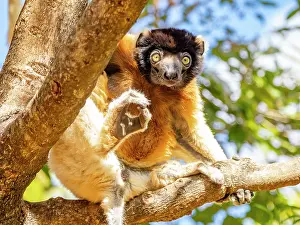 Rare Prints: Captive crowned sifaka hangs in a tree at Lemur Park in Antanavarino, Madagascar