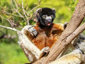 Mammals Prints: Captive crowned sifaka leans on tree branch in Lemur Park