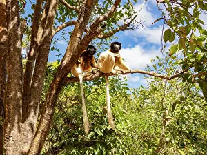 Endangered Prints: Captive crowned sifaka resting on a branch in Lemur Park while enjoying sunlight in Madagascar